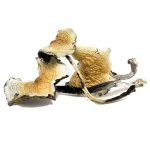 Daddy Long Legs Magic Mushrooms - Image 3