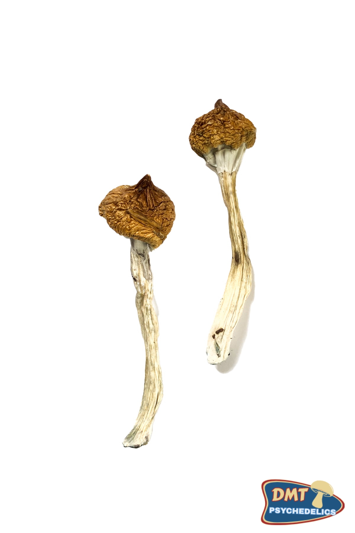 dancing-tiger-magic-mushrooms.jpg Dancing Tiger Magic Mushrooms - Image 1