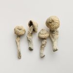Flying Saucer - Image 3