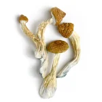 Goldmember Shrooms - Image 3