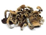 Golden Teachers Magic Mushrooms - Image 5