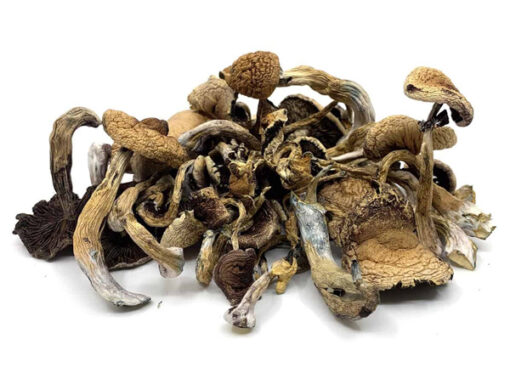 golden-teacher-mushrooms-510x384-2.jpg Golden Teachers Magic Mushrooms - Image 1