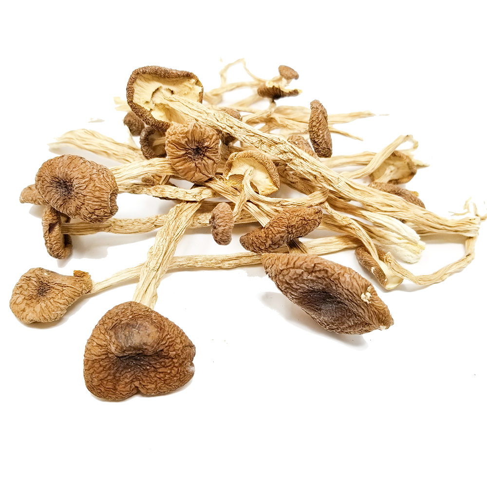 mexican.jpeg Psilocybe Mexicana Mushrooms - Image 1