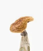 Golden Teachers Magic Mushrooms - Image 2