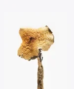 Texas Yellow Caps Magic Mushrooms - Image 2