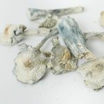 White Rabbit - Image 4