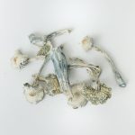White Rabbit - Image 3